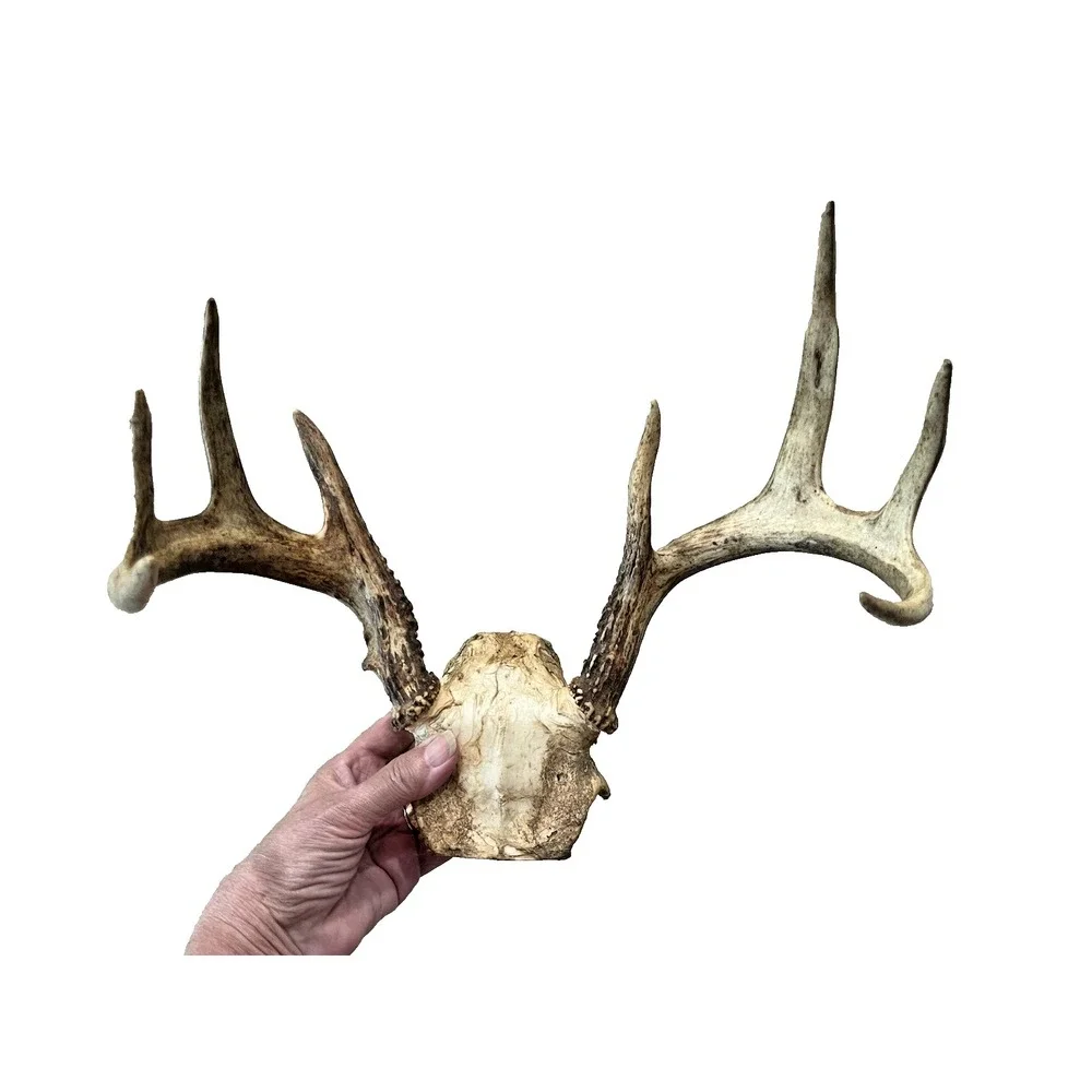 Vtg Deer Antler Scull Cap Mount  8 Point Cabin Decor Taxidermy Horns